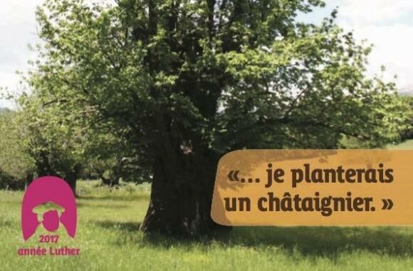 Le châtaignier en Cévennes !