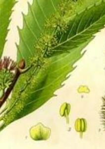 Histoire de la châtaigne