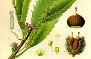 Histoire de la châtaigne