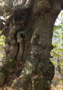 La châtaigne en plein essor