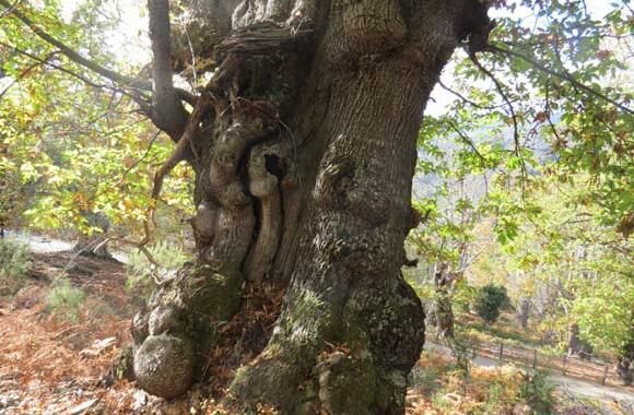 La châtaigne en plein essor