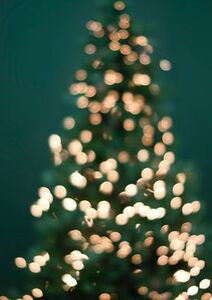 Mon beau sapin, où as-tu encore ta place ?