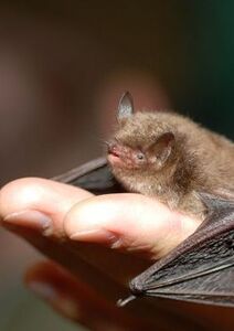 La pipistrelle et le murin