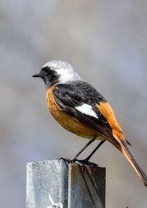 Une Parole qui fait vivre