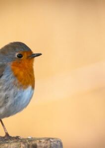 Le regard d’un rouge-gorge