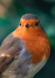 Seigneur, je sais qu’à chaque jour suffit sa peine