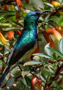 La nature aussi est spirituelle