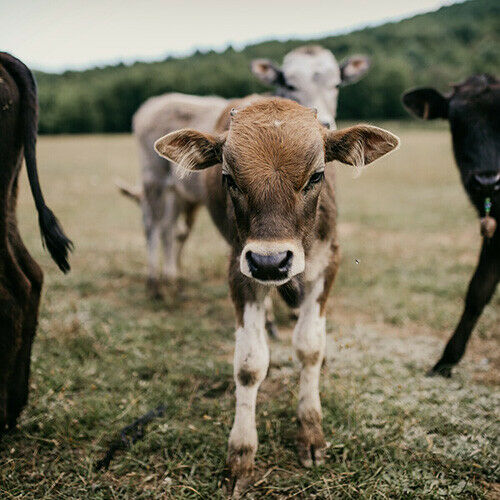 Quel regard portons-nous sur les autres espèces du règne animal ? (© Emre Çoban – Unsplash)