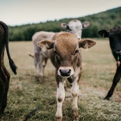 L’antispécisme, une autre lecture du vivant