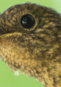 Le Vivant : une relation qui engage