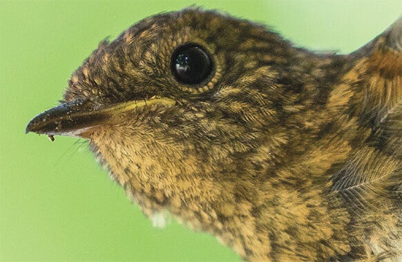 Le Vivant : une relation qui engage