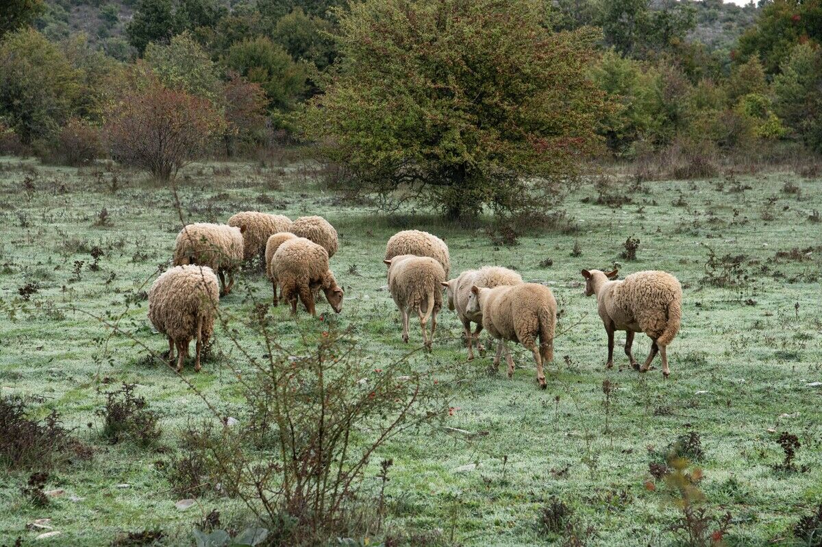 Photo d'un troupeau de moutons dans un champ