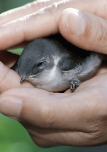 Aimer, c'est se faire proche