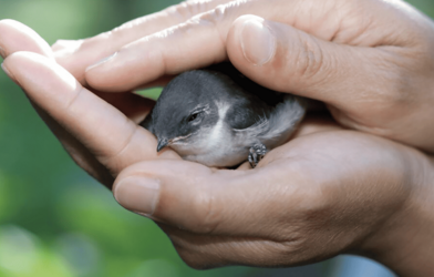 Aimer, c’est se faire proche