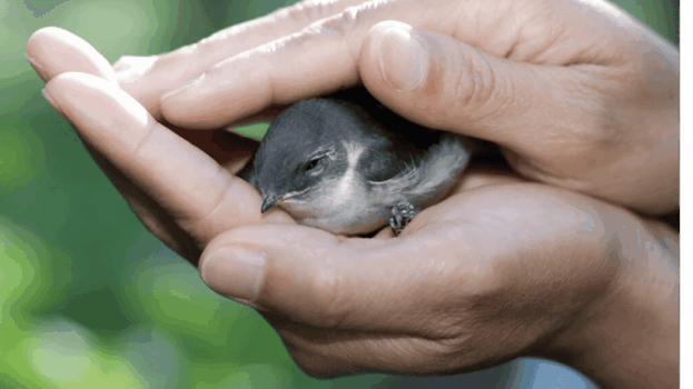 Aimer, c’est se faire proche