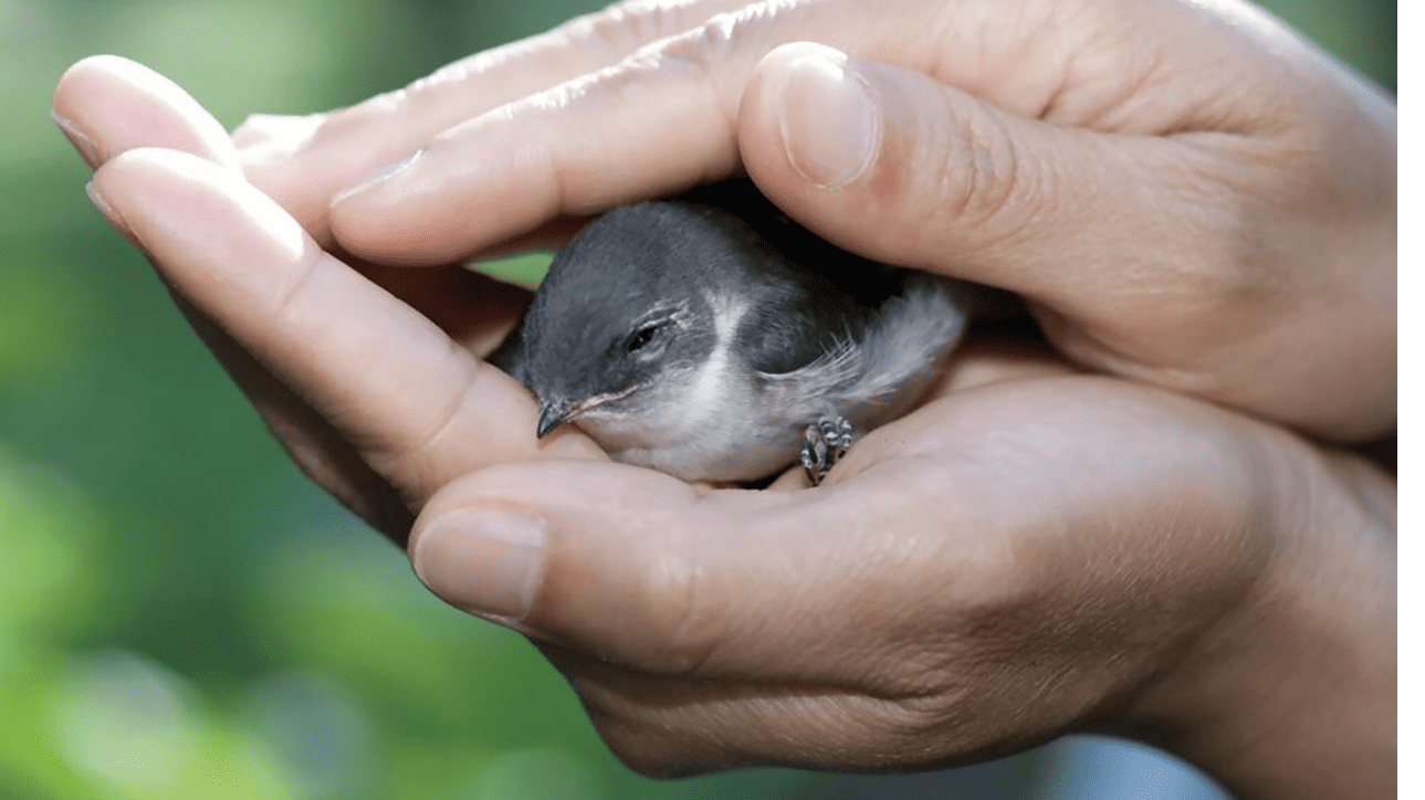 Aimer, c’est se faire proche