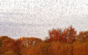 Nous avons reçu l’arbre de résistance spirituelle où peuvent nicher tous les oiseaux possibles © aitoff/Pixabay
