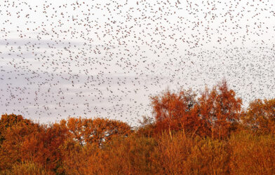 Une Église pour la multitude
