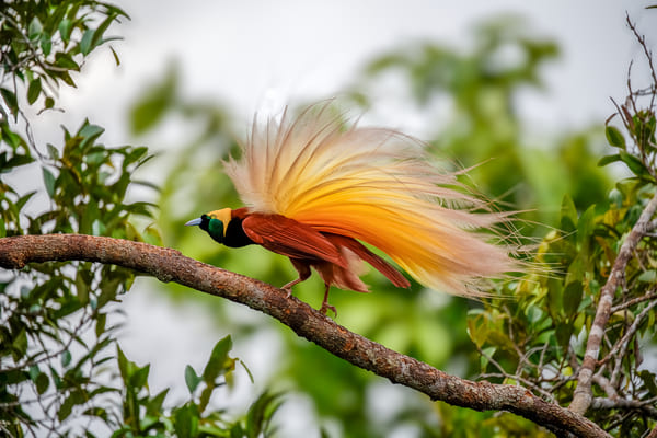 Plumes du paradis, musée du Quai-Branly